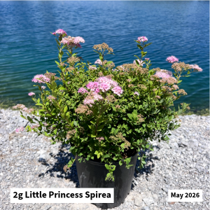 May 2026 2g Little Princess Spirea Website
